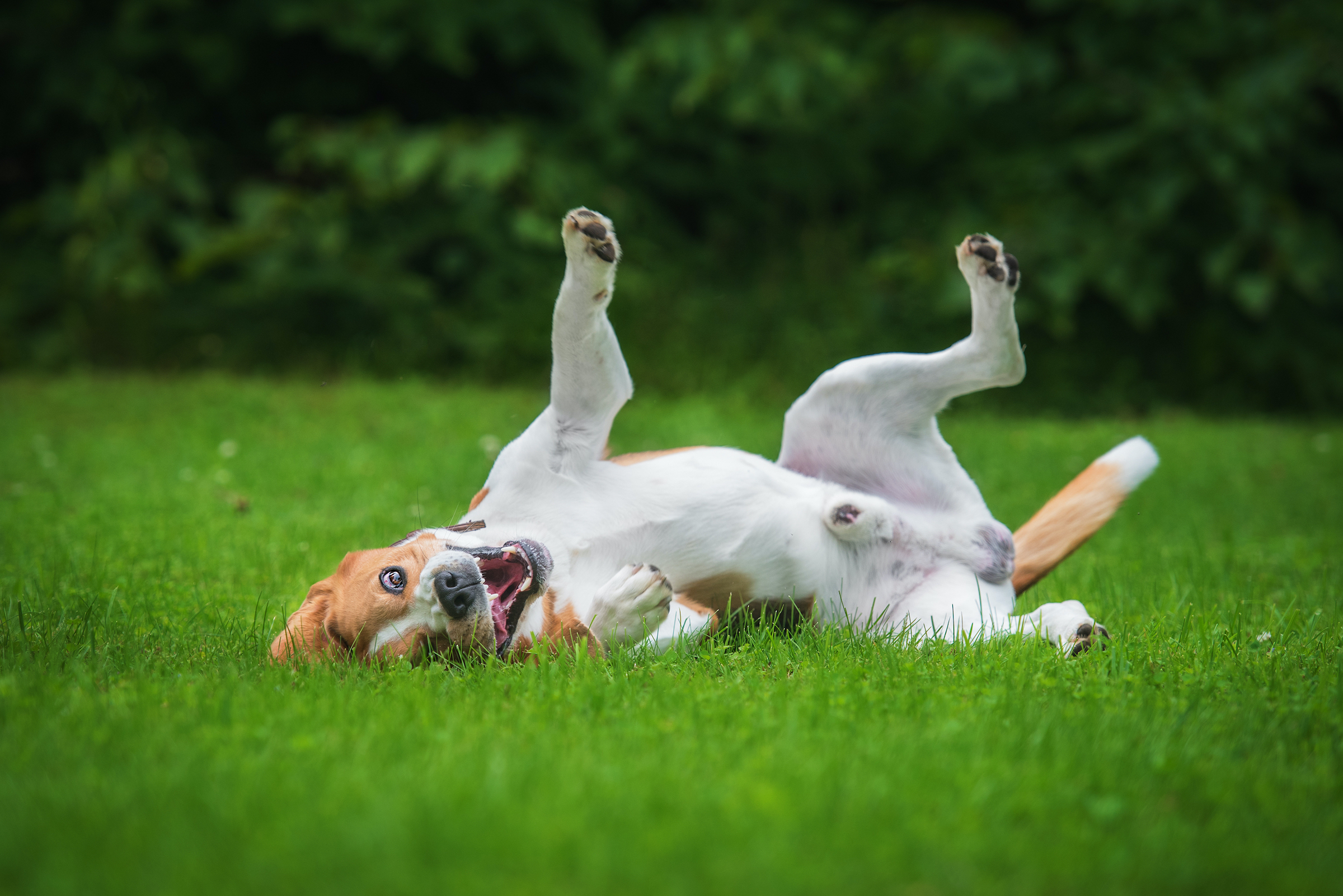 Beagle rolls on back in grass