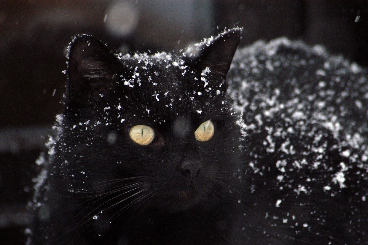 a black cat in the snow