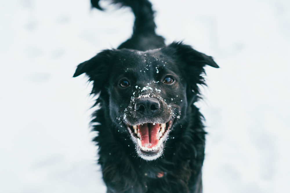 How to Keep Your Dog Safe From Ice Melters PawTracks