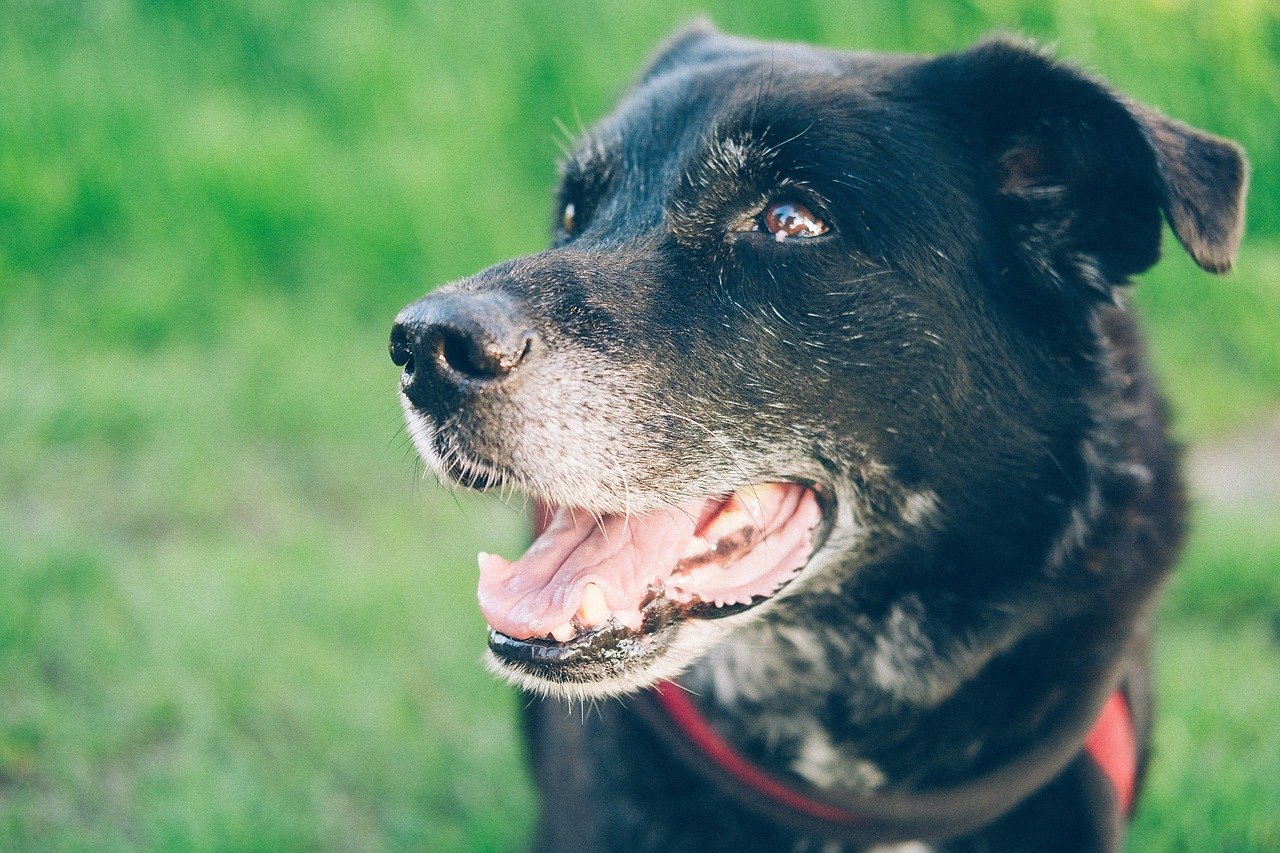 A black dog with a graying muzzle standing outside in the grass.