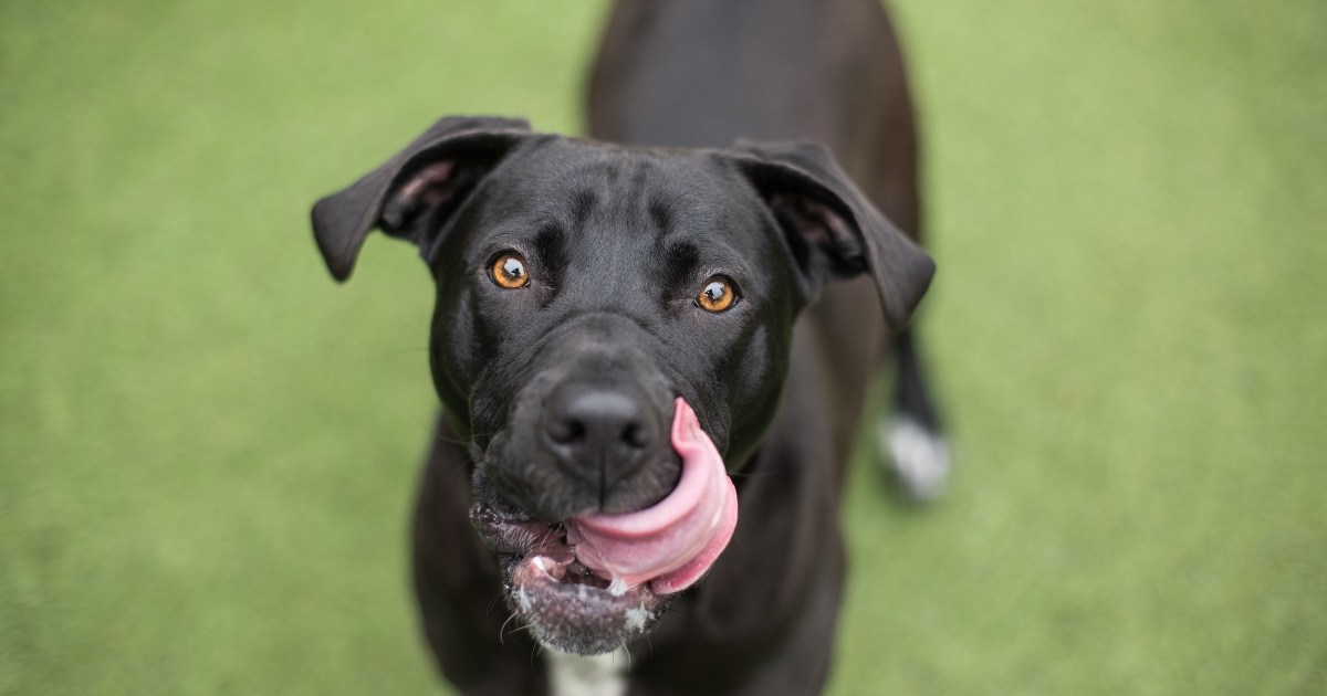 This Is When You Should Worry That You Dogs Licks Their Lips | PawTracks