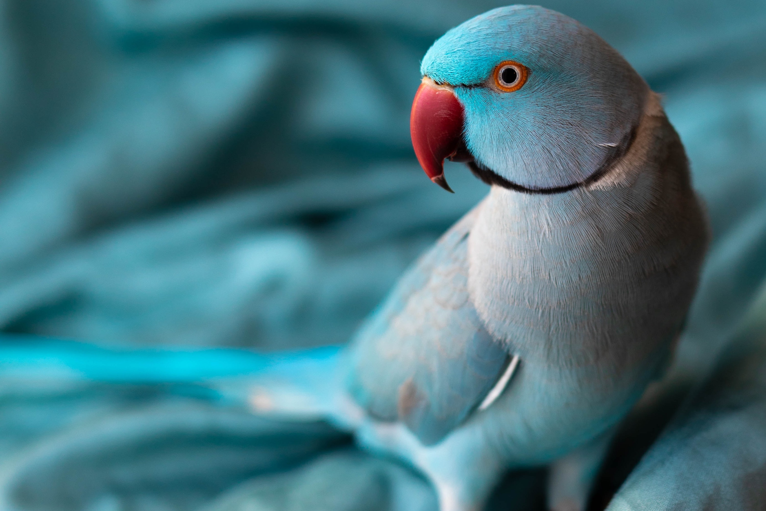 Here's How to Tell Why Your Bird Is Losing Feathers PawTracks
