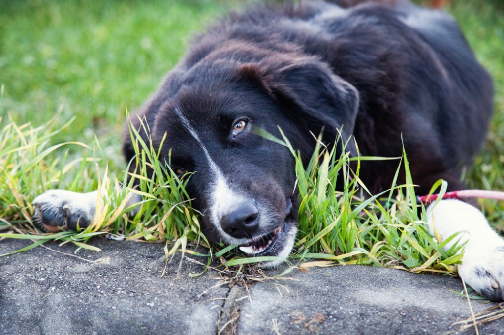 A black and white border collie eating grass.