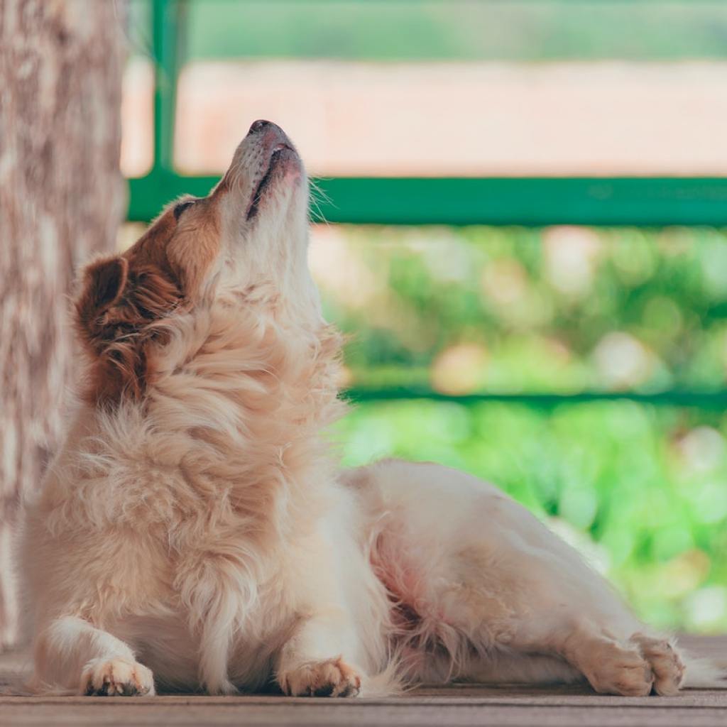 Brown and white dog howling on a porch