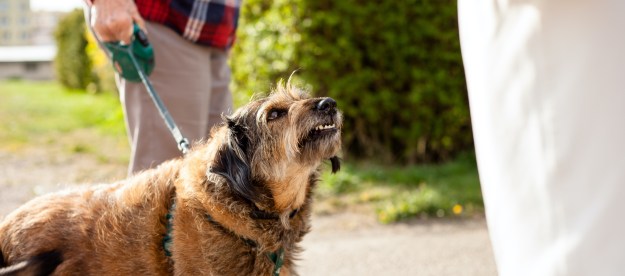 A brown dog growls and shows his teeth while out on a walk