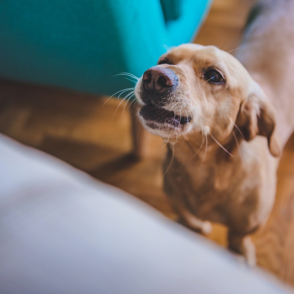 A small dog barks at home