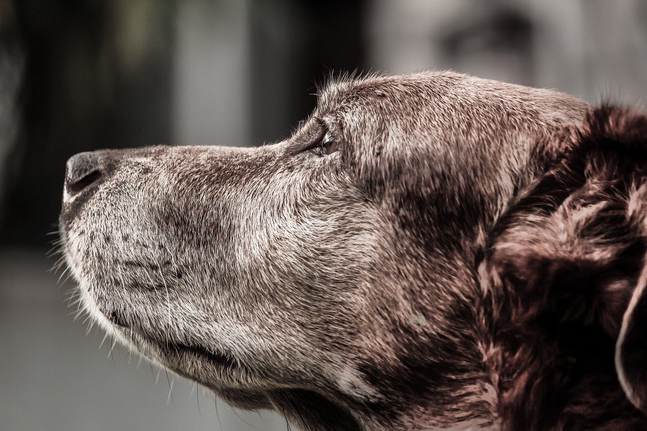 Closeup of a brown dog with a gray muzzle.