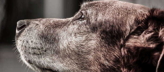 Closeup of a brown dog with a gray muzzle.