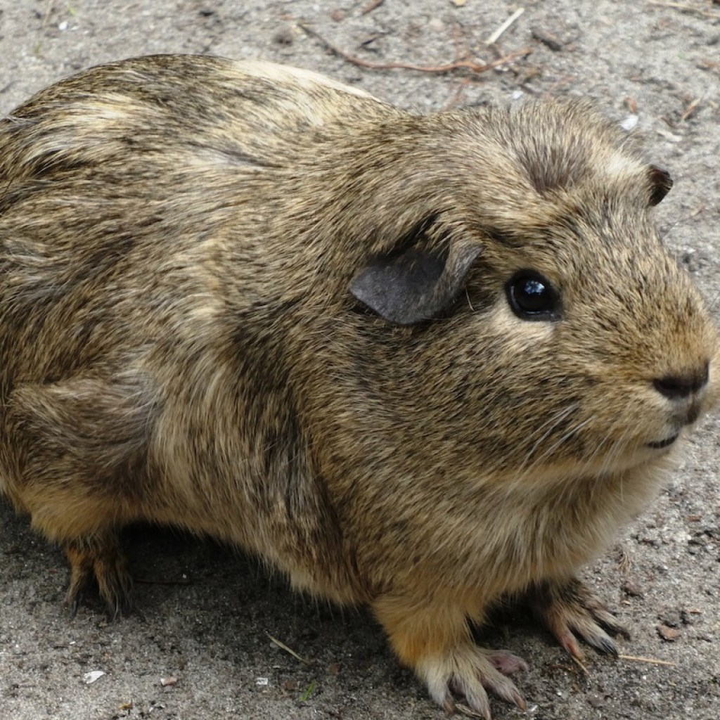 A brown guinea pig stands outside