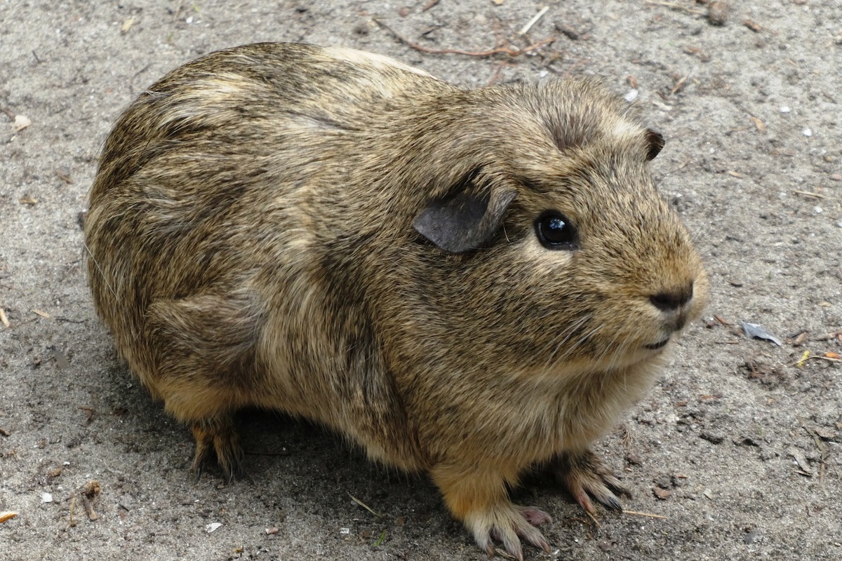 A brown guinea pig stands outside