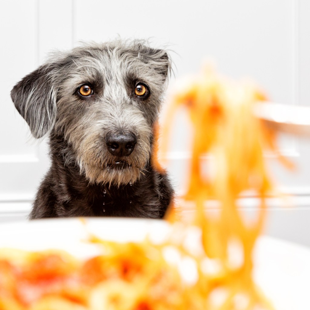 A Brussels Griffon begs for spaghetti.