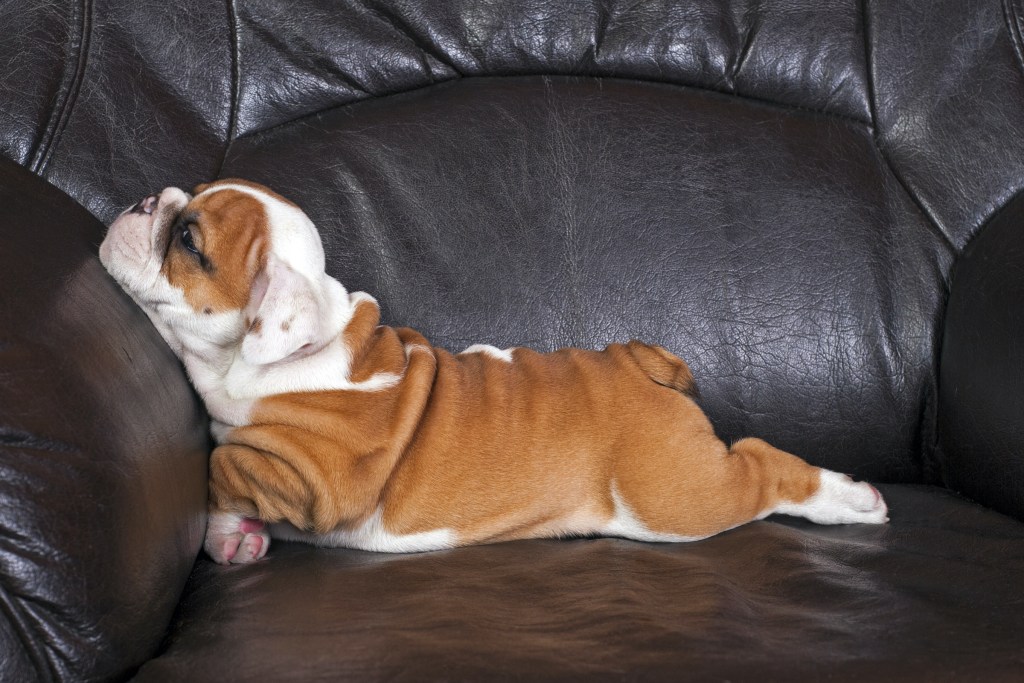 Anglų buldogo šuniukas guli ant sofos