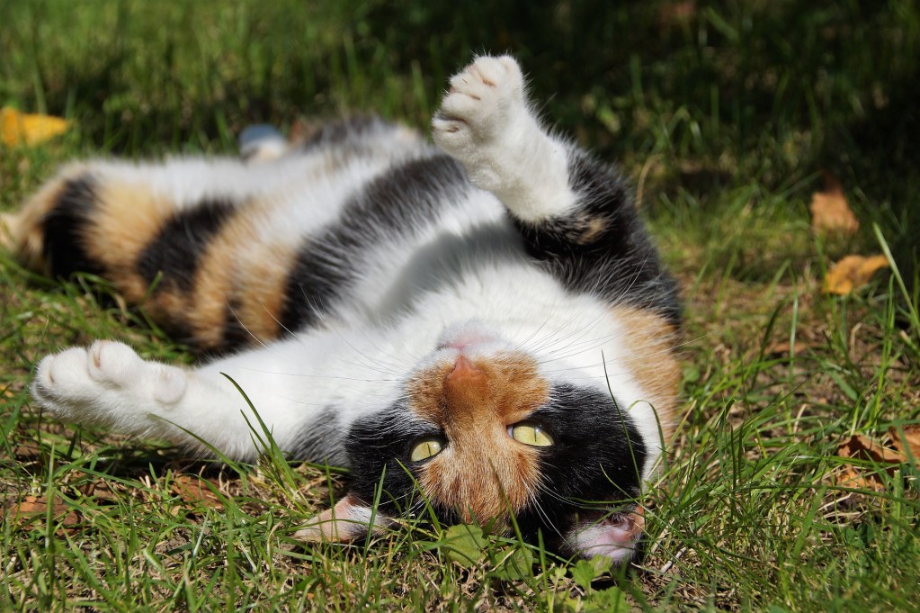 Calico cat lying on its back in a grassy yard