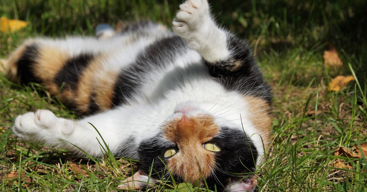 Your Cat Throws Up After Eating Grass for a Good Reason PawTracks