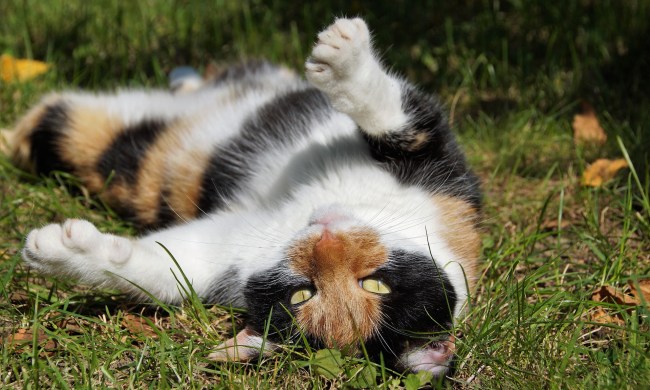 Calico cat lying on its back in a grassy yard