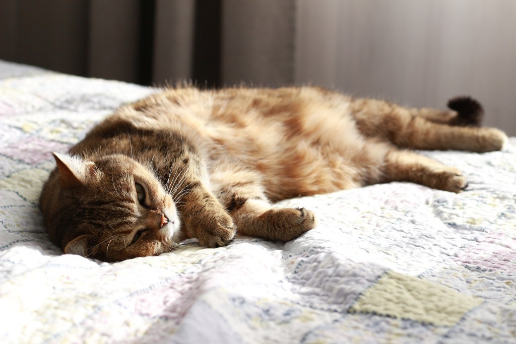 Katė guli saulėtoje vietoje ant lovos