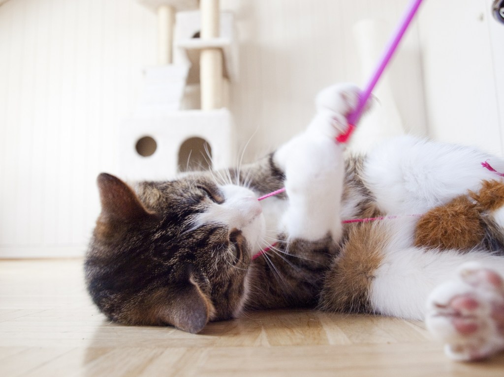 Cat lying on its back playing with a purple toy