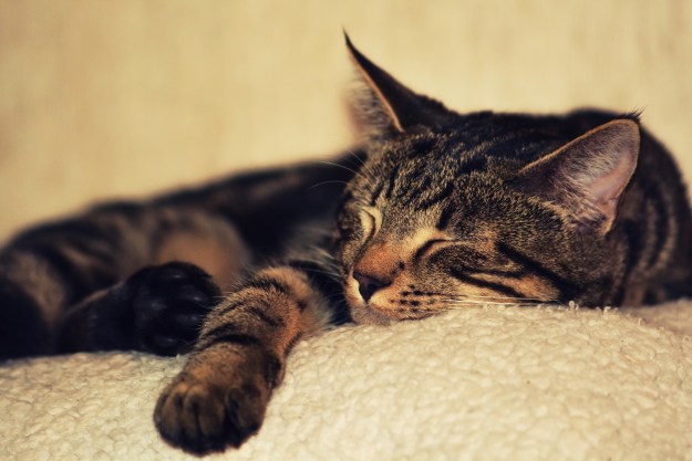 Cat sleeping on a beige fleece blanket