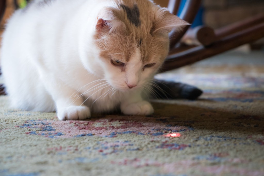 Katė žiūri į raudoną lazerį ant kilimo