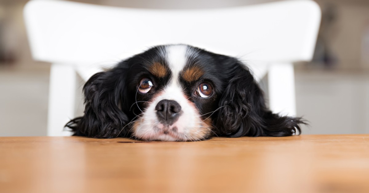 How To Stop Your Dog From Begging At The Table PawTracks