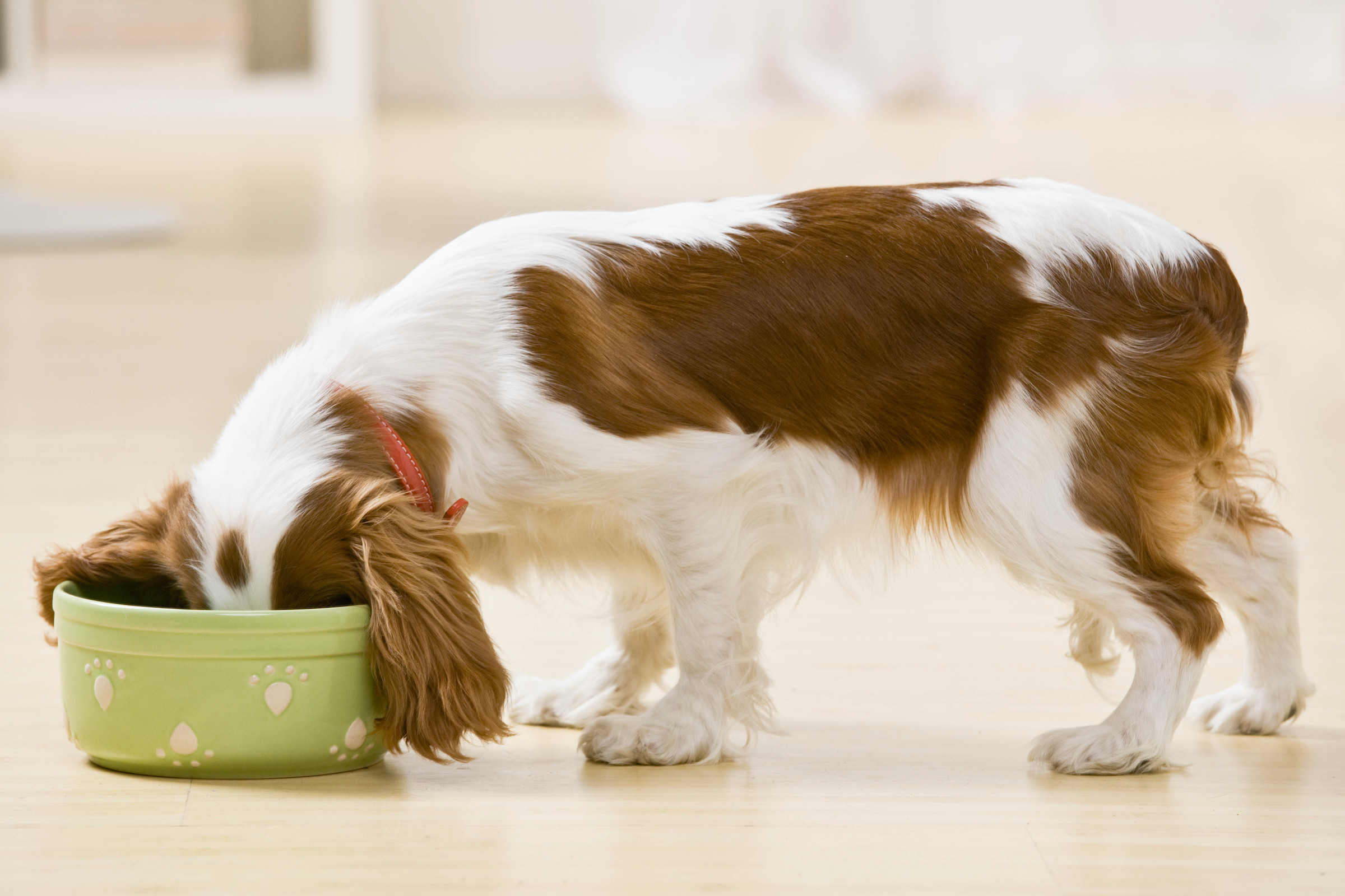 A Cavalier King Charles Spaniel eats out of a green food bowl