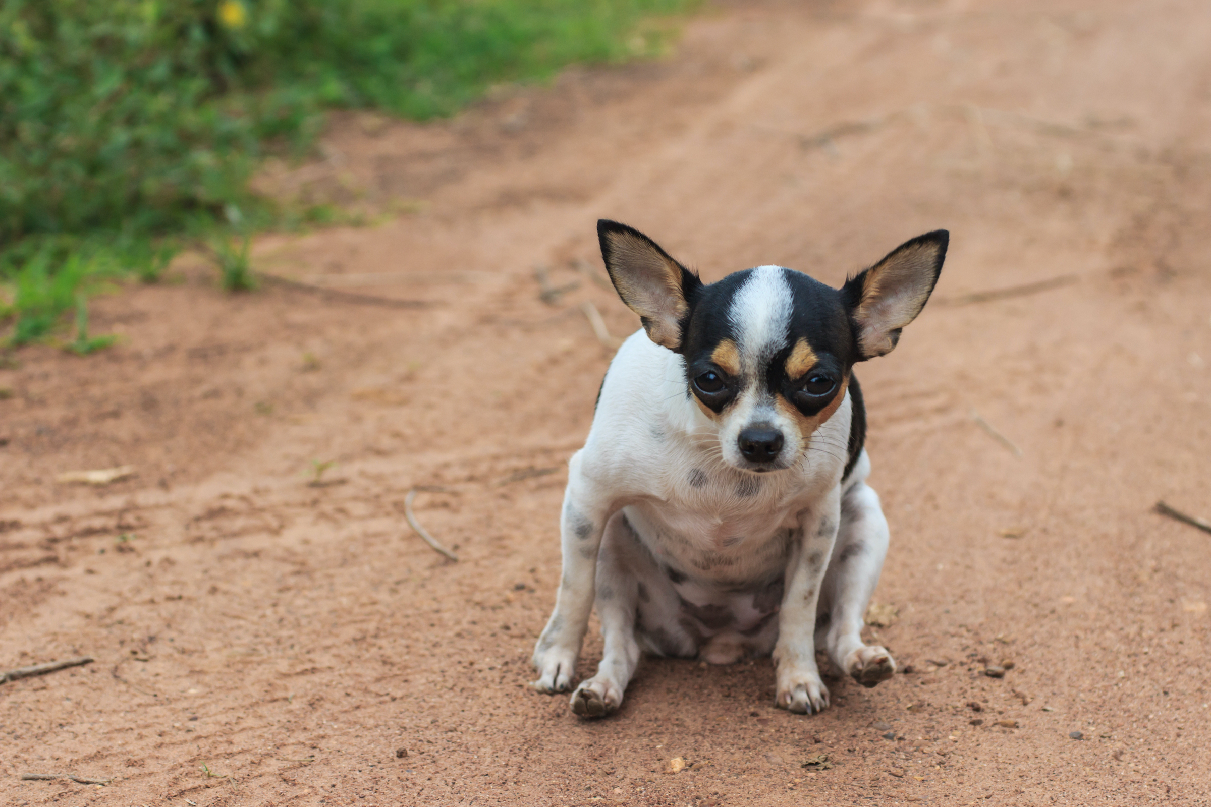 A Chihuahua scoots his bottom on the ground