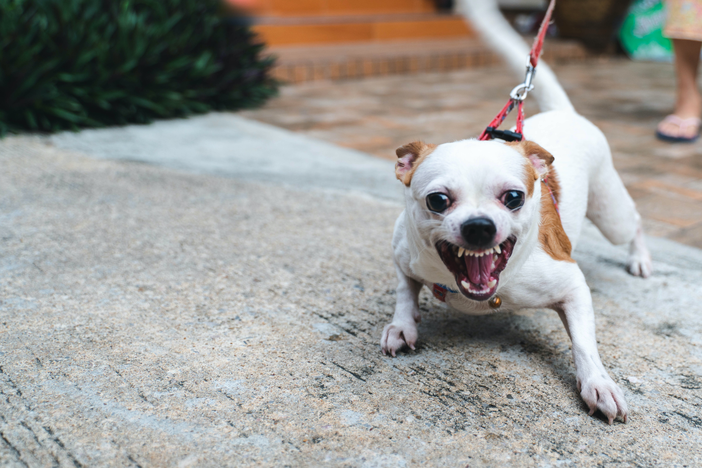 Chihuahua aggressive to best sale strangers