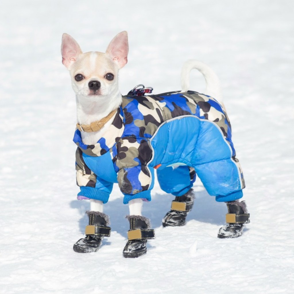 A Chihuahua in winter boots and a coat