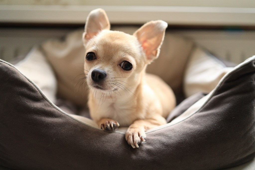 A Chihuahua puppy sits in a dog bed and looks at the camera