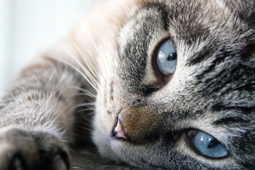 Close-up of a relaxed and affectionate cat lying down