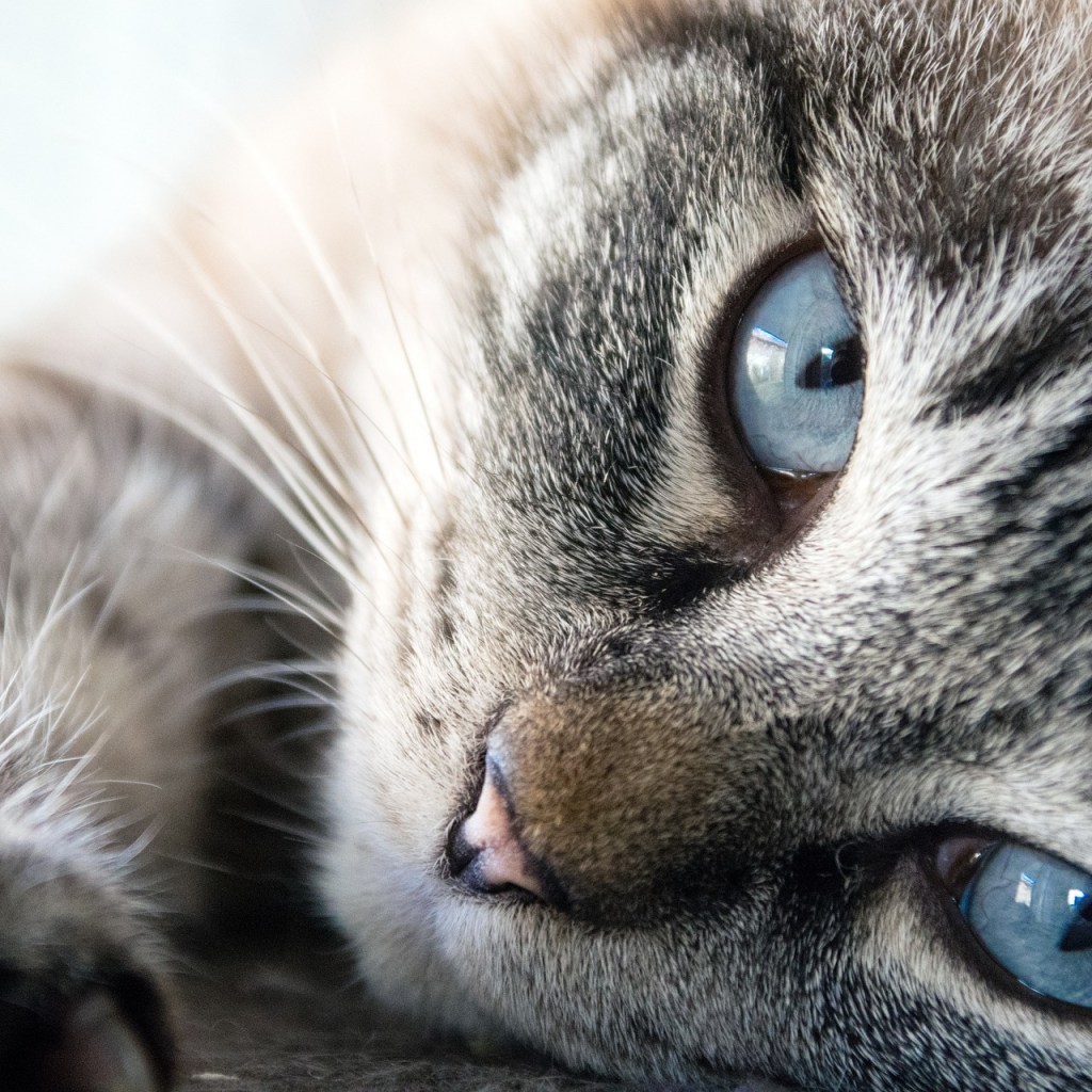 Closeup of a relaxed and affectionate cat lying down