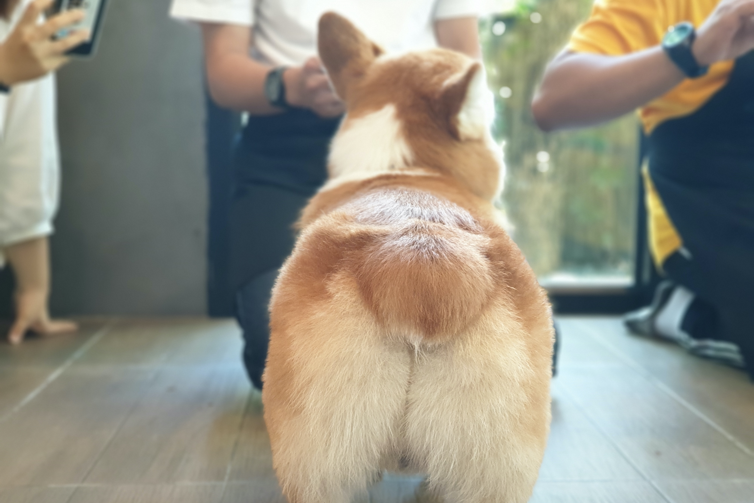 A close up of a Corgi's butt with people standing in the room behind
