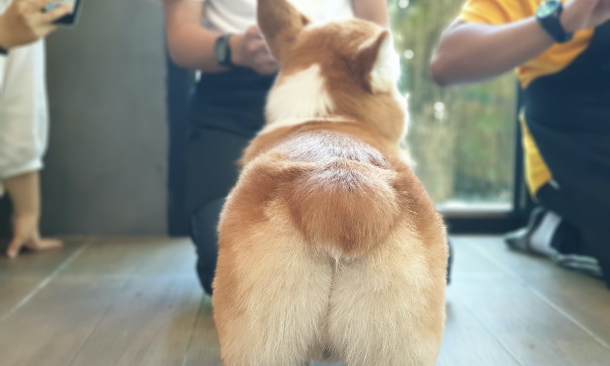 A close \-up of a corgi's butt with people standing in the room behind