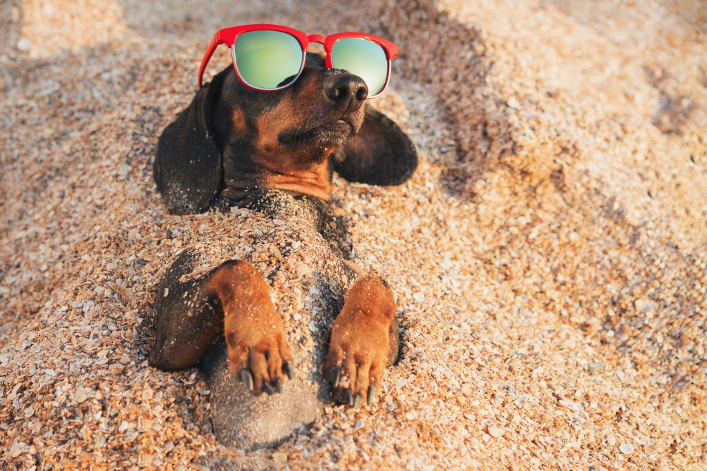 A Dachshund dog lies half buried in the sand on a beach, wearing sunglasses