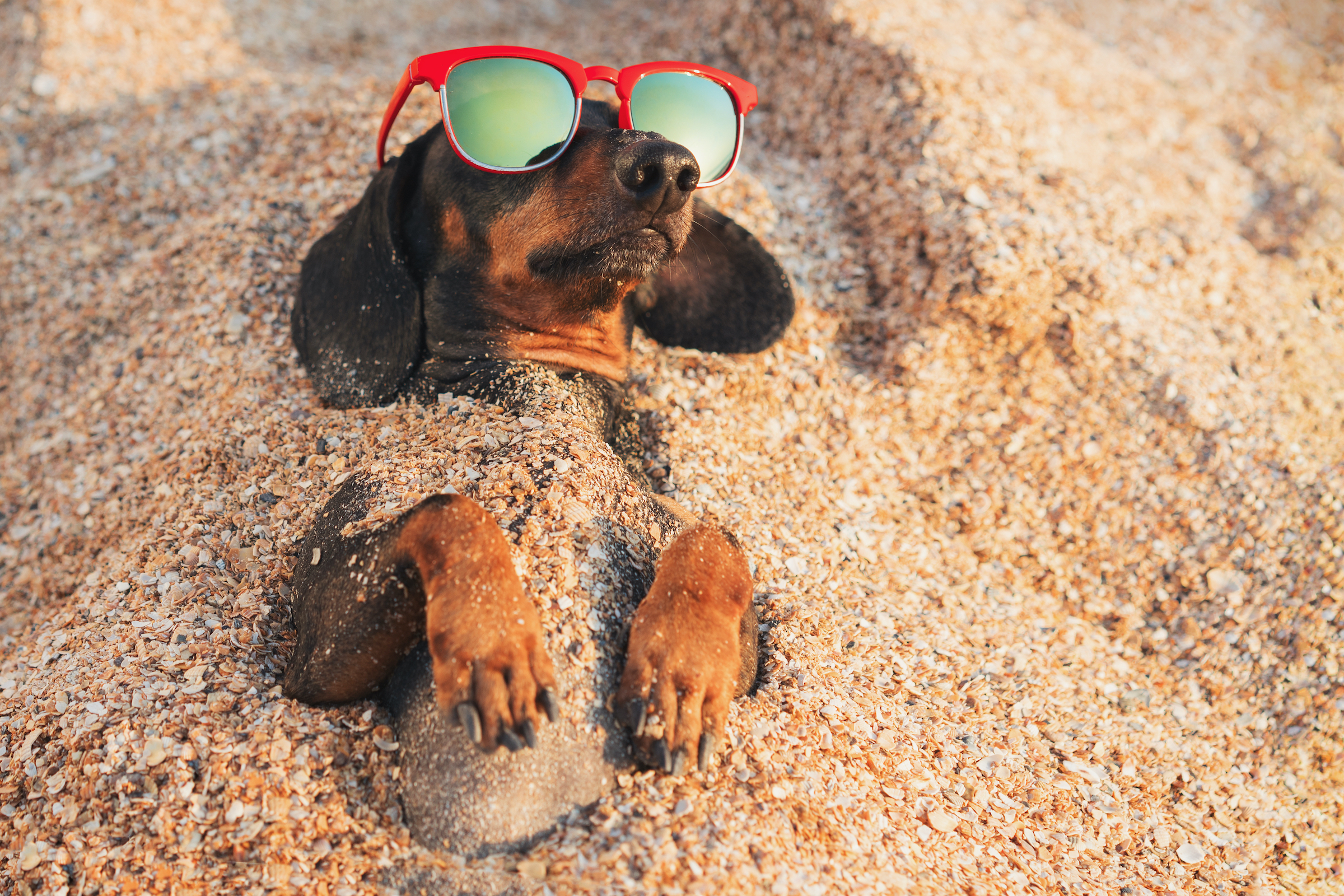 A Dachshund dog lies half buried in the sand on a beach, wearing sunglasses