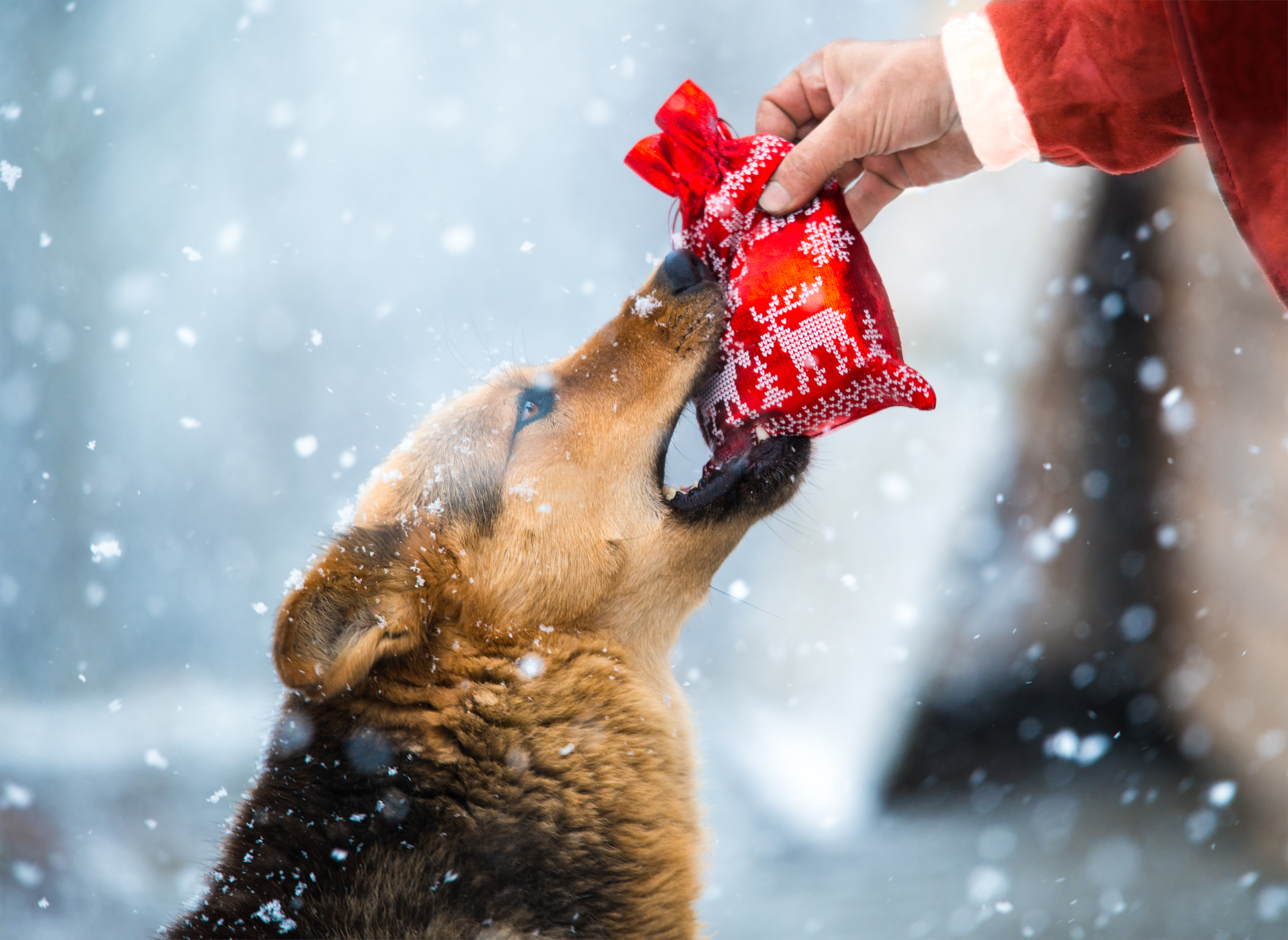 Vaizdo įrašas apie prieglaudos šunis ir kalėdines dovanas šildo širdį