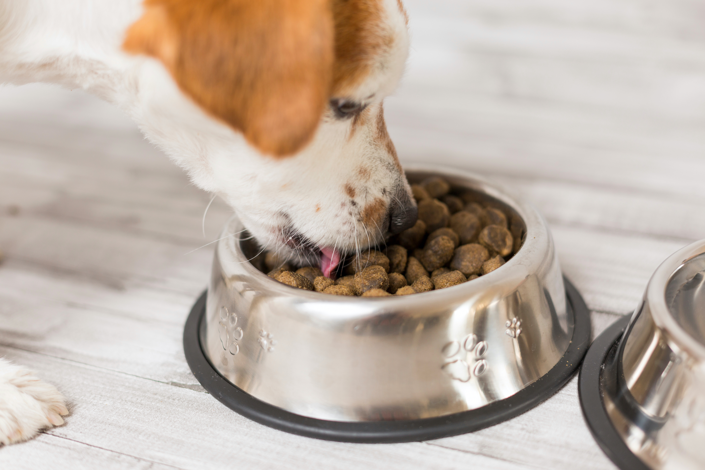 A white and brown dog eats from his bowl of kibble