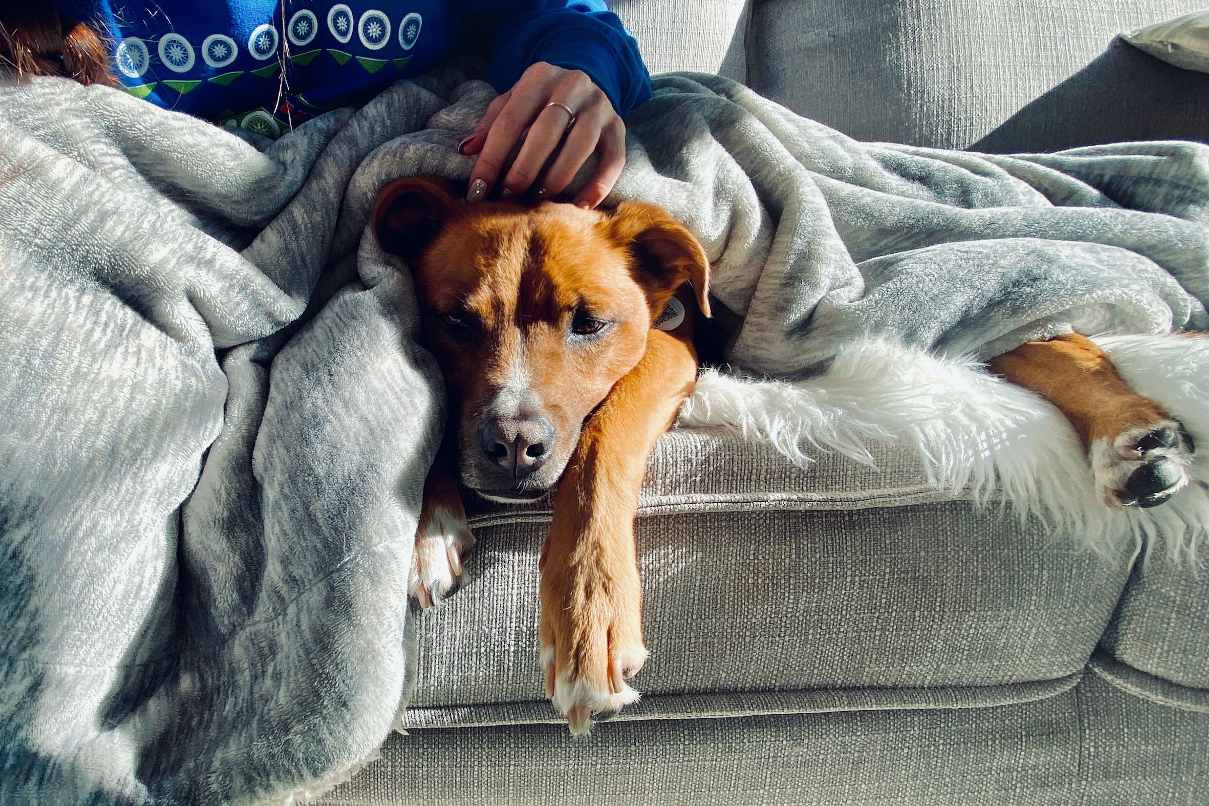Dog and owner snuggling under a blanket on the sofa