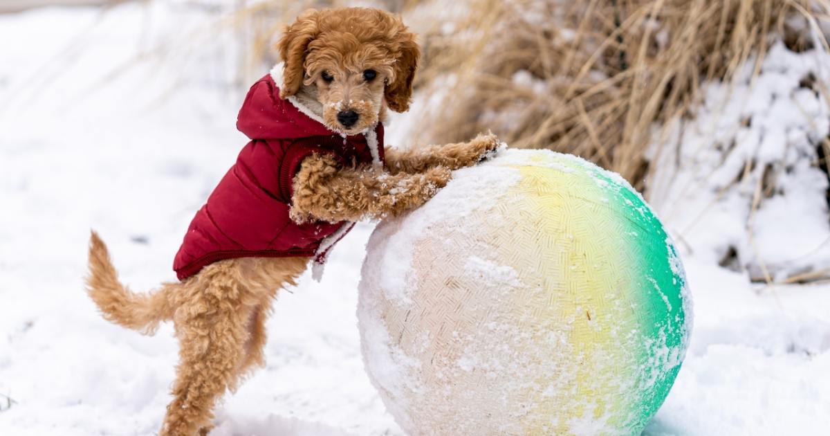 Šie geriausiai apsirengę augintiniai Instagram tinkle yra stilingesni nei jūs