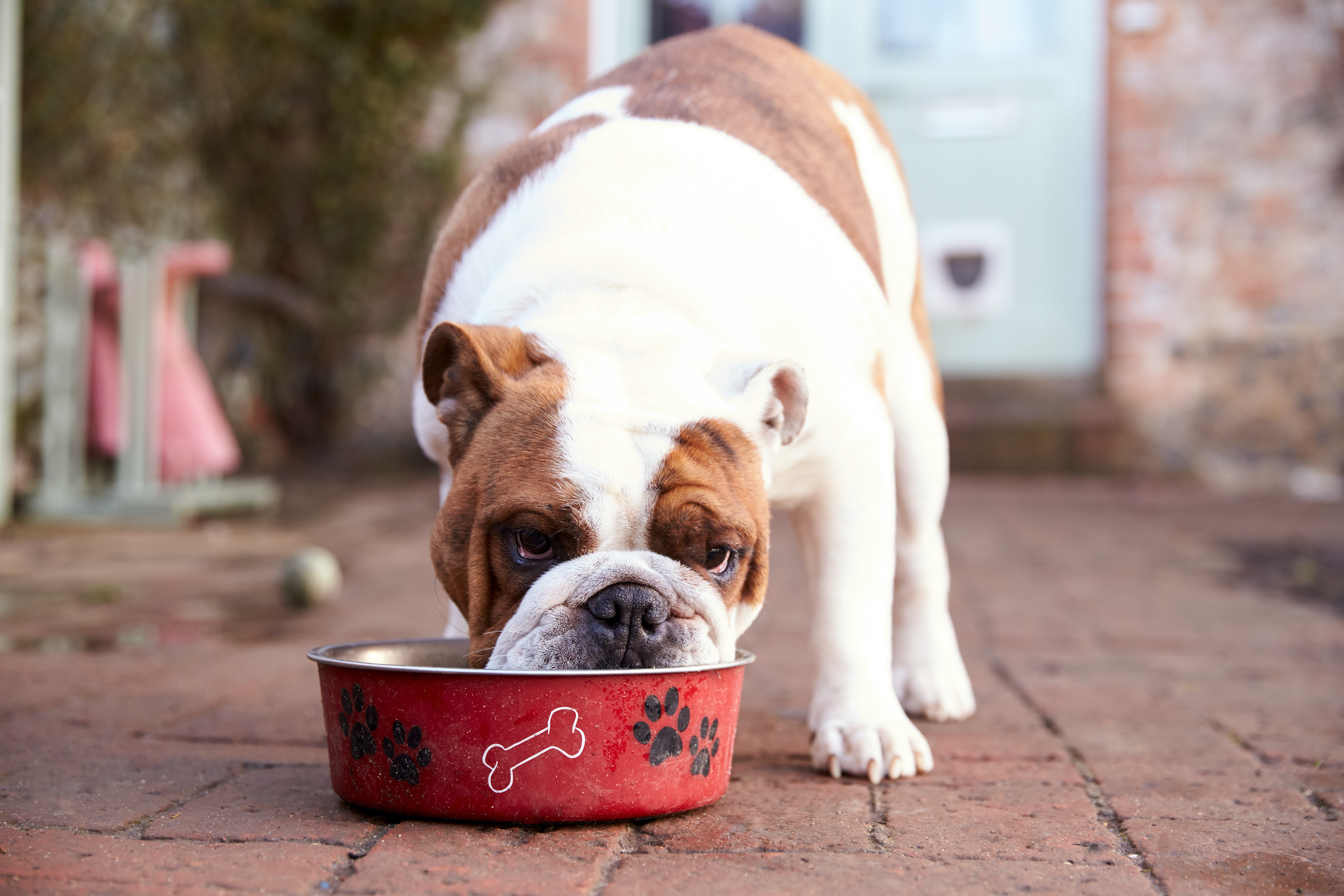 An English bull dog eats from his food bowl
