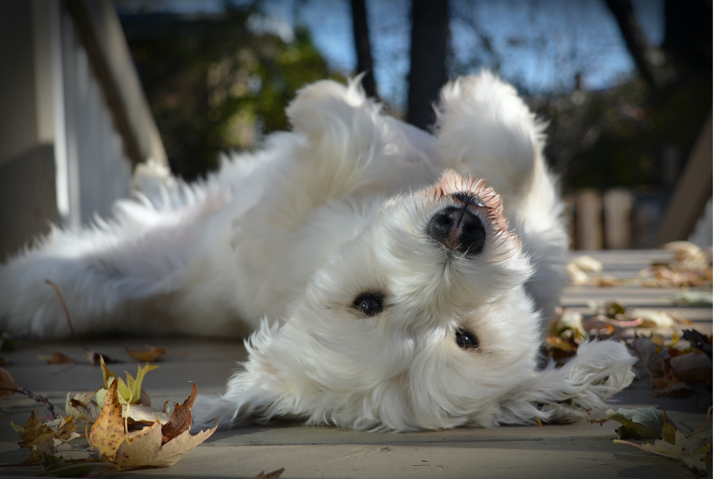 A fluffy white dog lies on their back on a deck outside with leaves around them