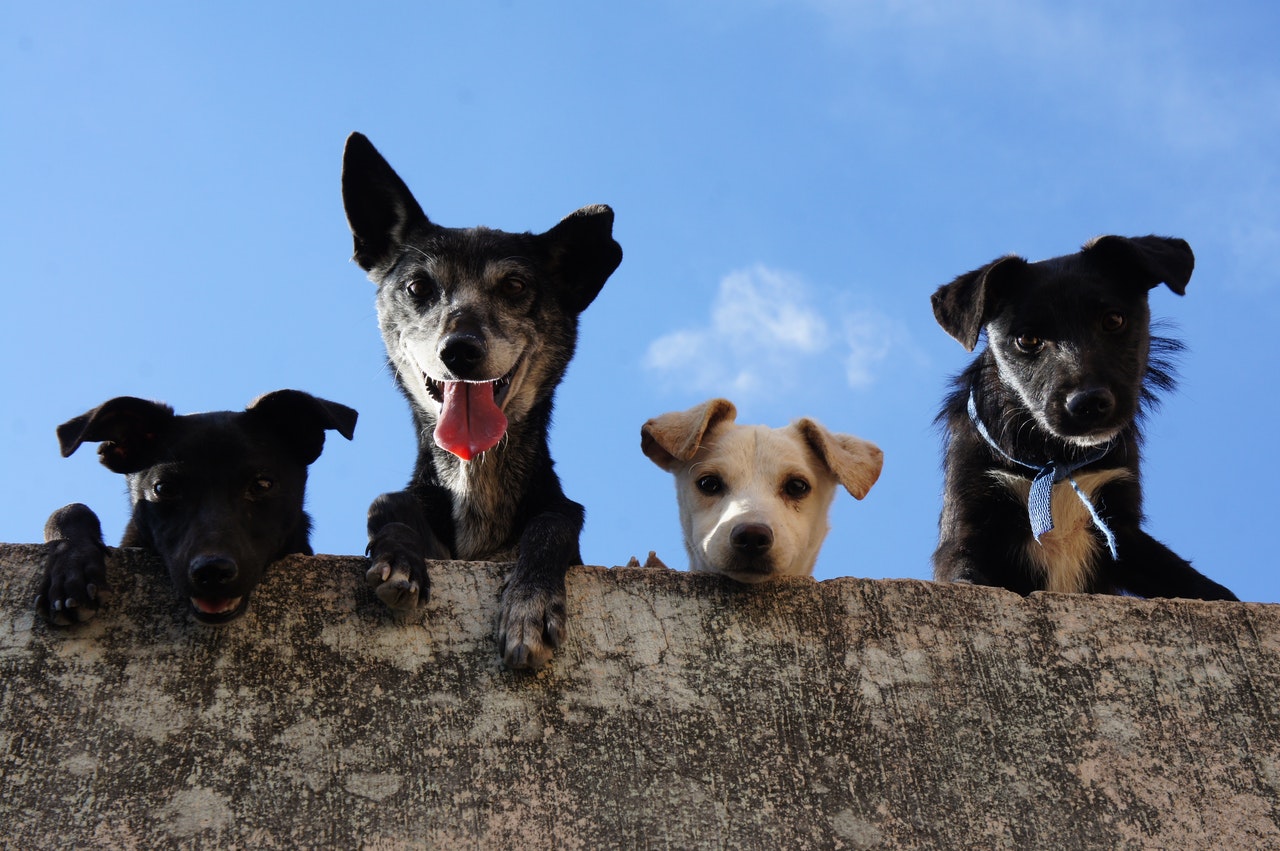 Four dogs looking down from a concrete wall.