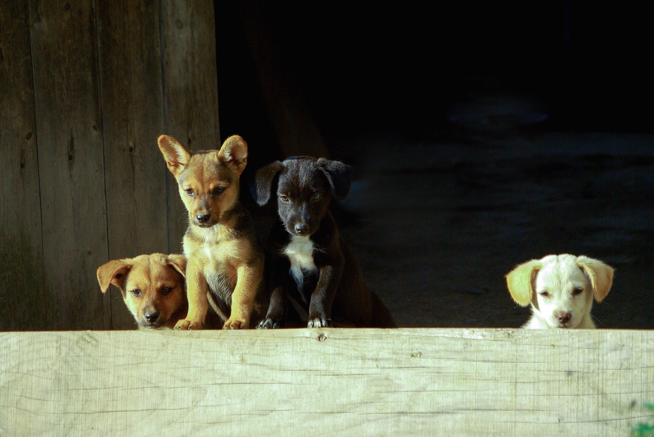 Four puppies behind a wooden fence.