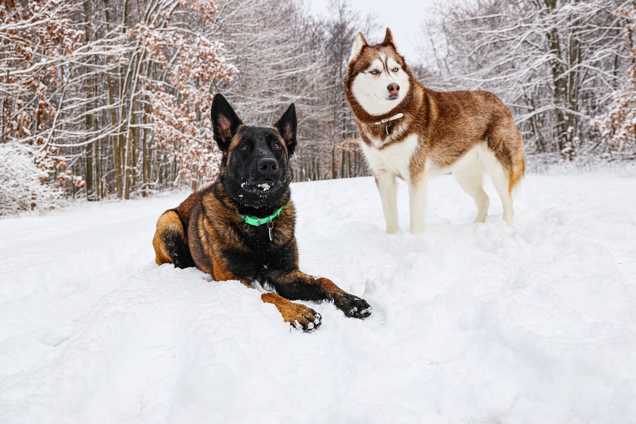 A German shepherd and a Husky sitting in the snow