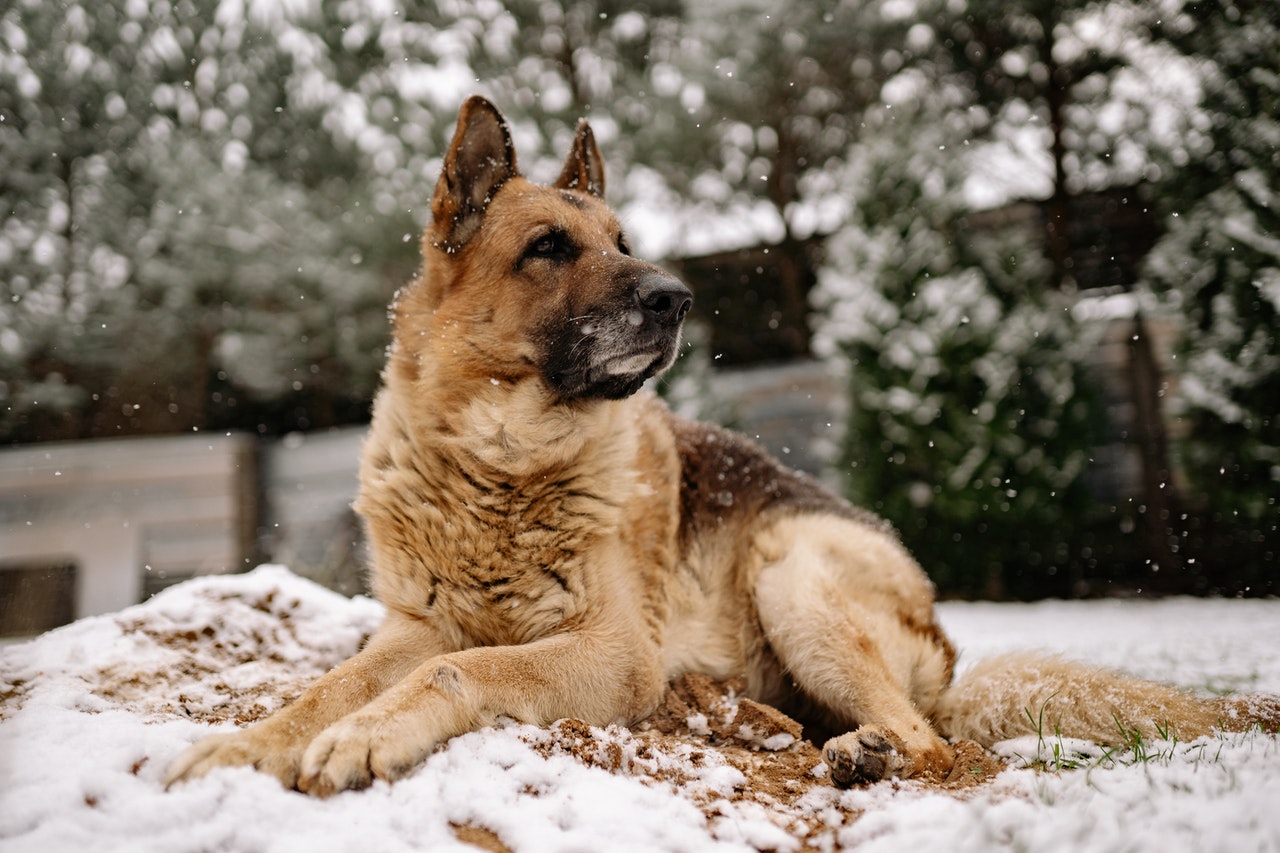 Can Dogs Still Get Fleas In The Winter? PawTracks