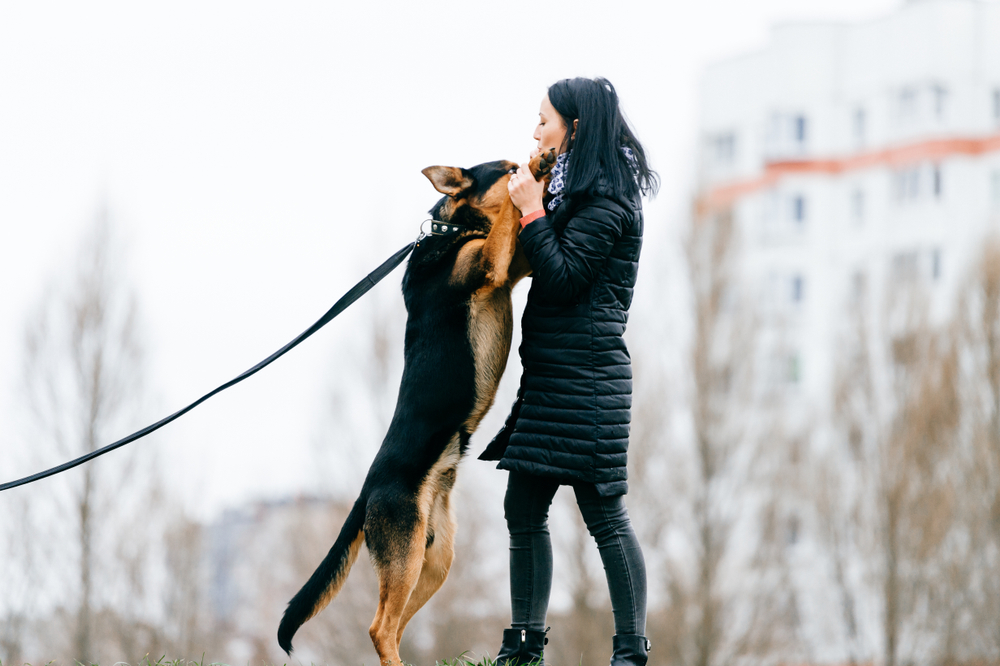 A German shepherd jumping on a woman wearing a black puffer coat.