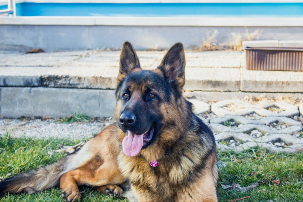 a german shepherd in the backyard