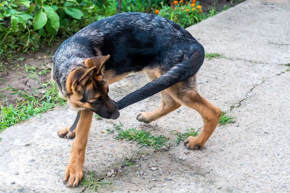 A German Shepherd puppy chases his tail.