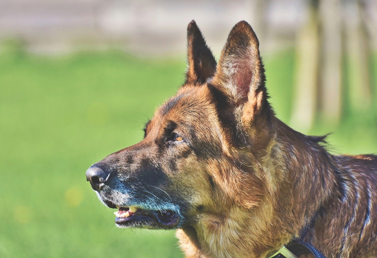Side profile of a German Shepherd with a gray muzzle.