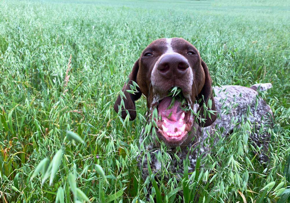 A German short-haired pointer eating grass